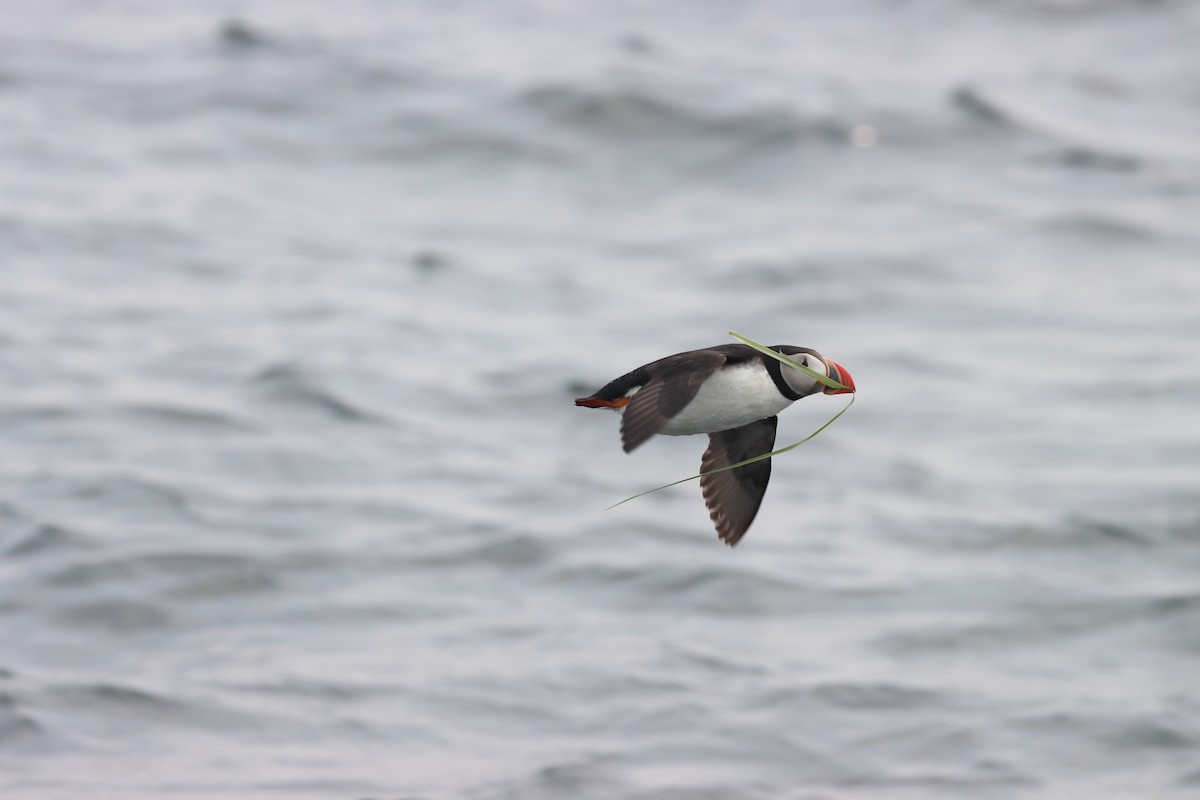 papuchalk severní - ML646657016