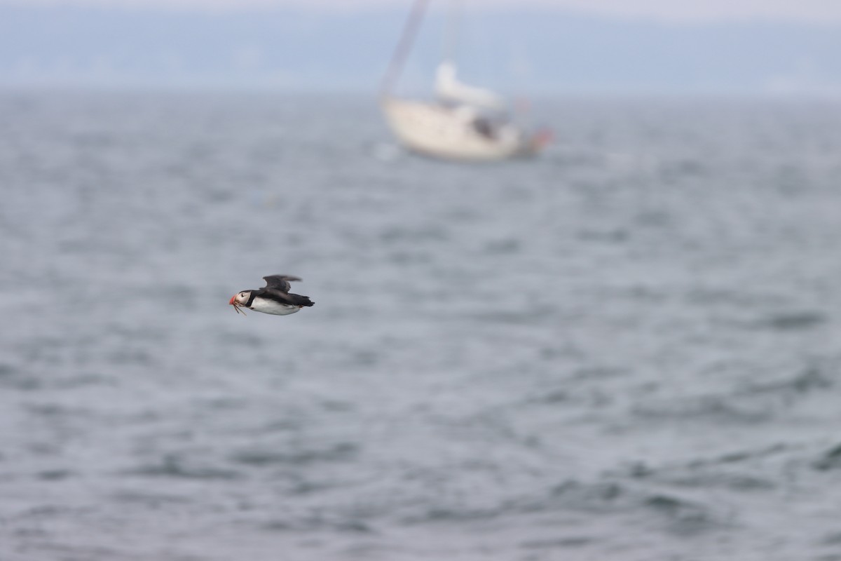 papuchalk severní - ML646657017