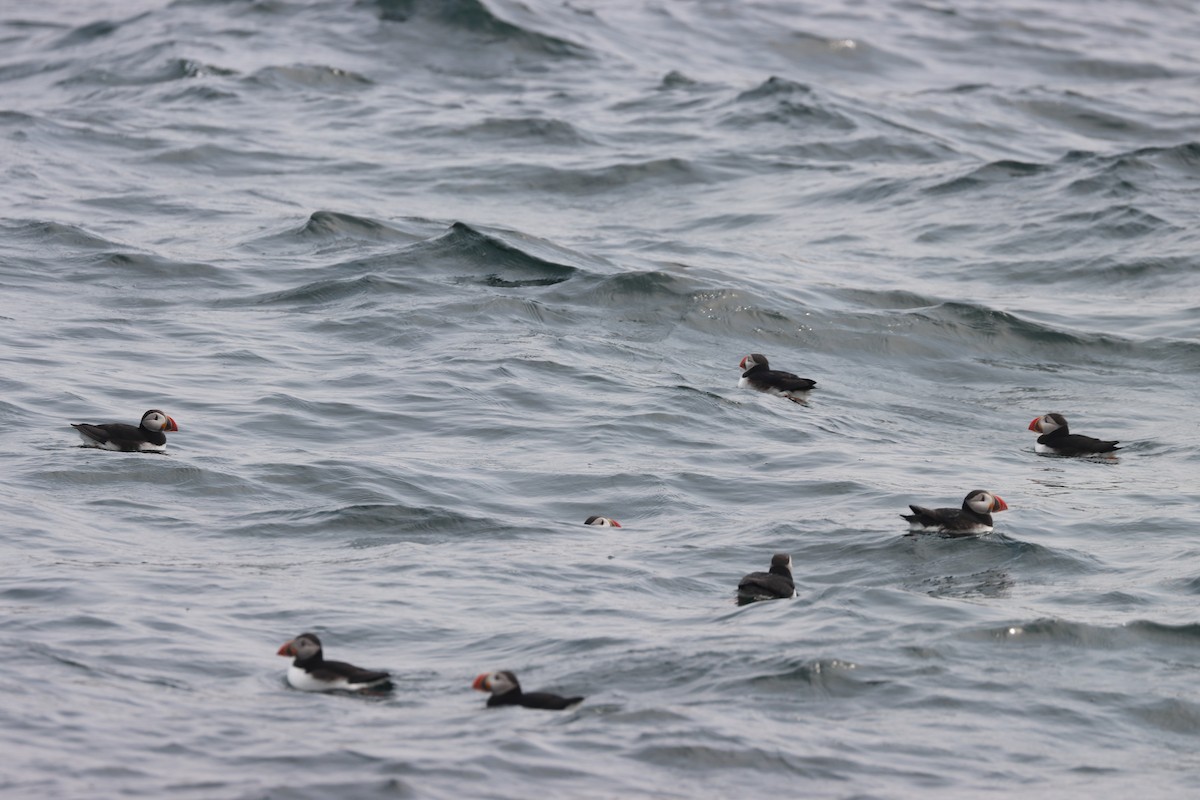 papuchalk severní - ML646657018