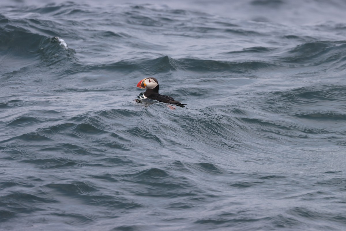 papuchalk severní - ML646657019