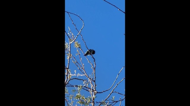 Каліпта аметистовоголова - ML646657020