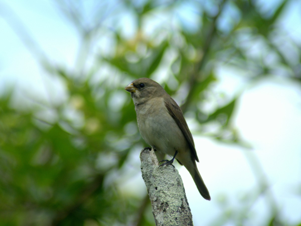 Double-collared Seedeater - ML646657021