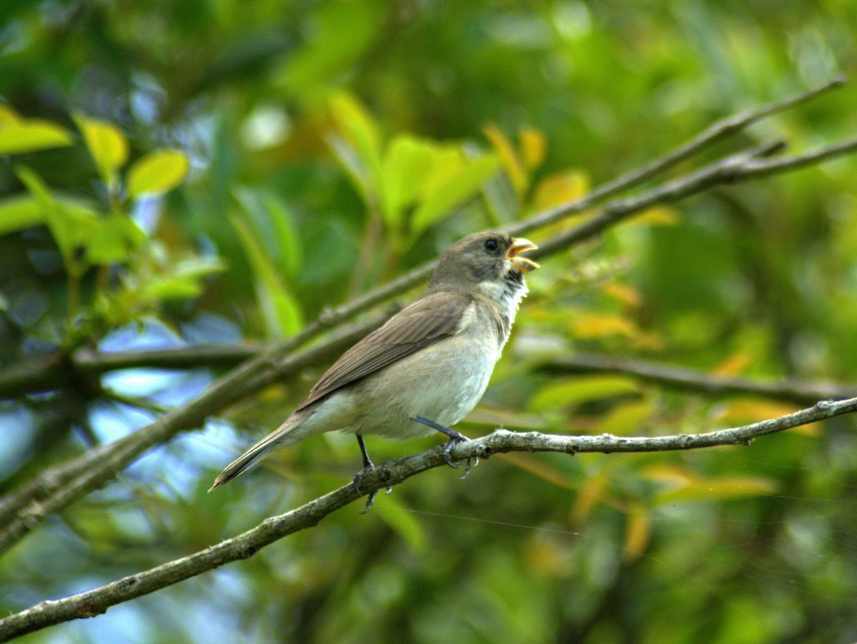 Double-collared Seedeater - ML646657022