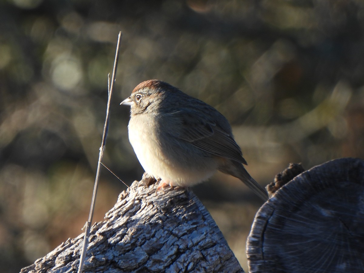 Rufous-crowned Sparrow - ML646657024
