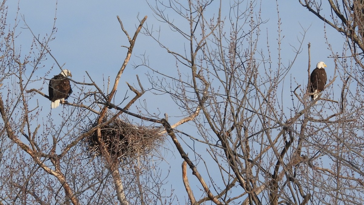 ハクトウワシ - ML646657025