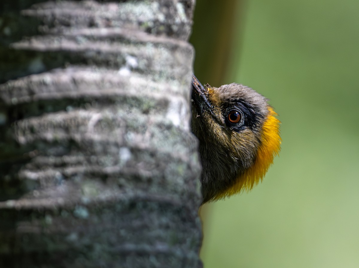 Altın Yanaklı Ağaçkakan - ML646657026