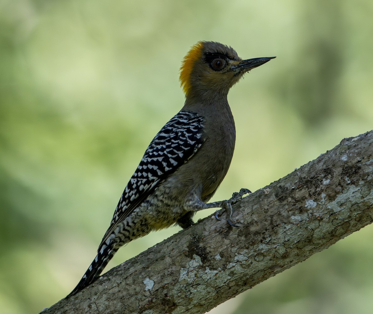 Altın Yanaklı Ağaçkakan - ML646657027