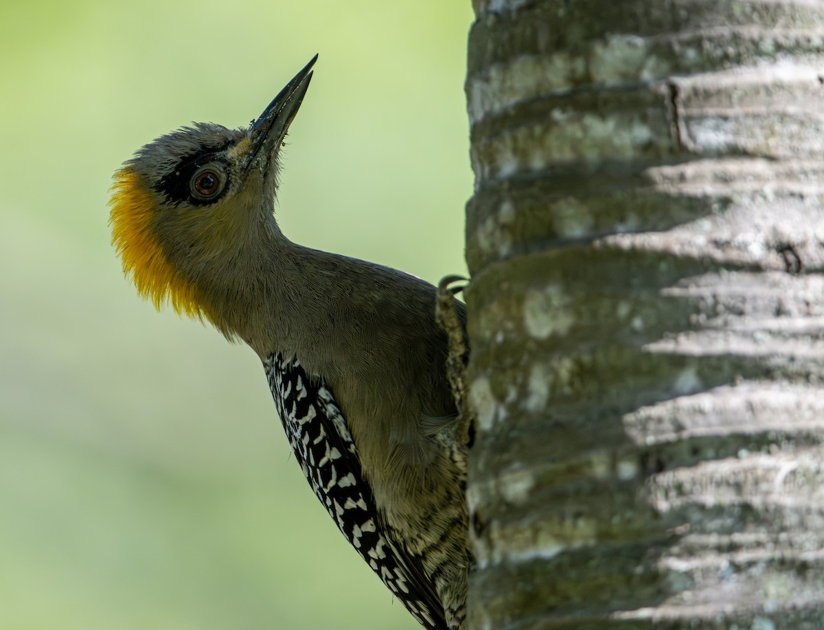 Altın Yanaklı Ağaçkakan - ML646657028