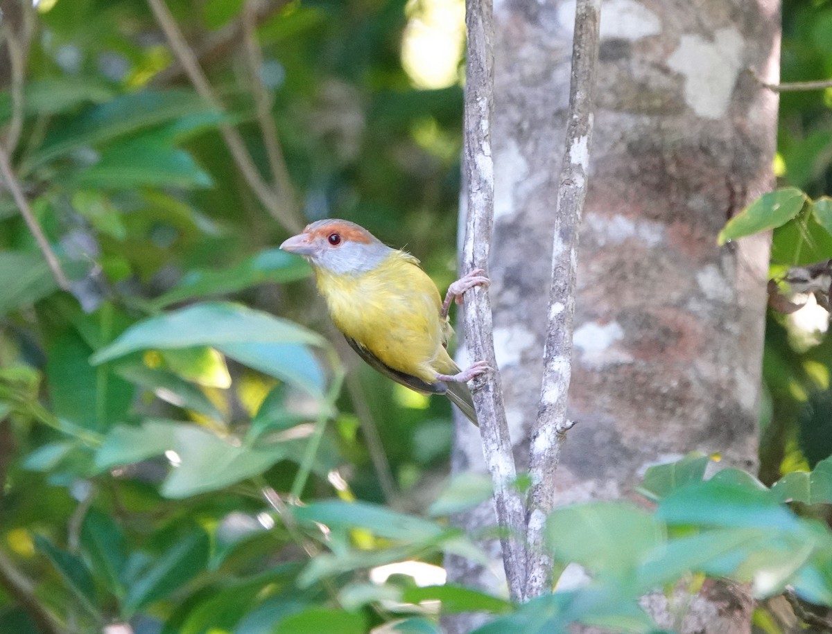 Віреон рудобровий - ML646657029