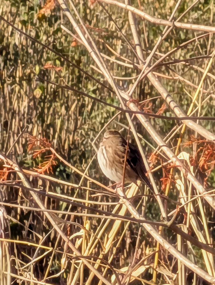 Song Sparrow - ML646657030