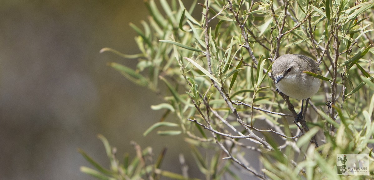 Western Gerygone - ML646657032