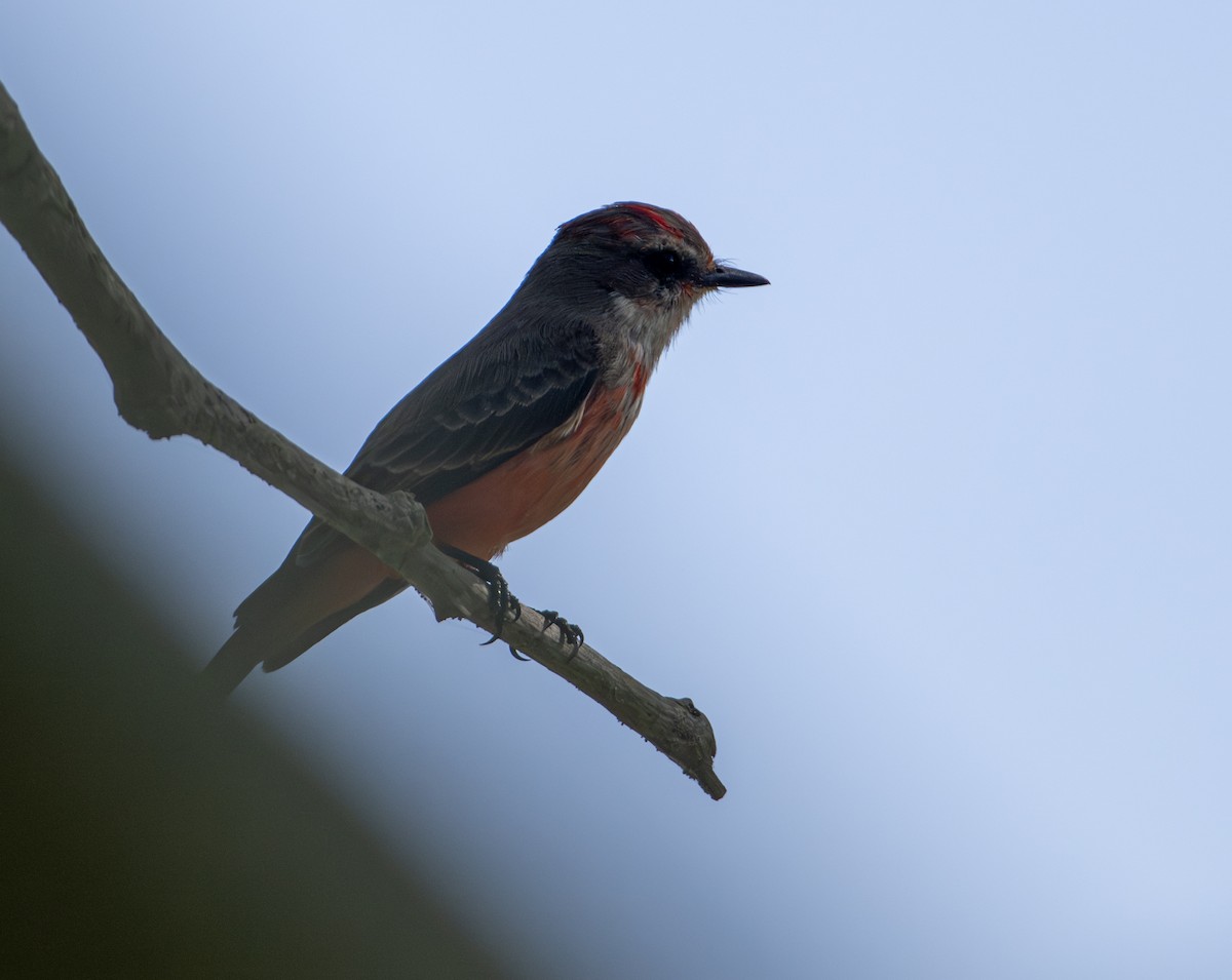 Ateş Renkli Sinekkapan - ML646657039