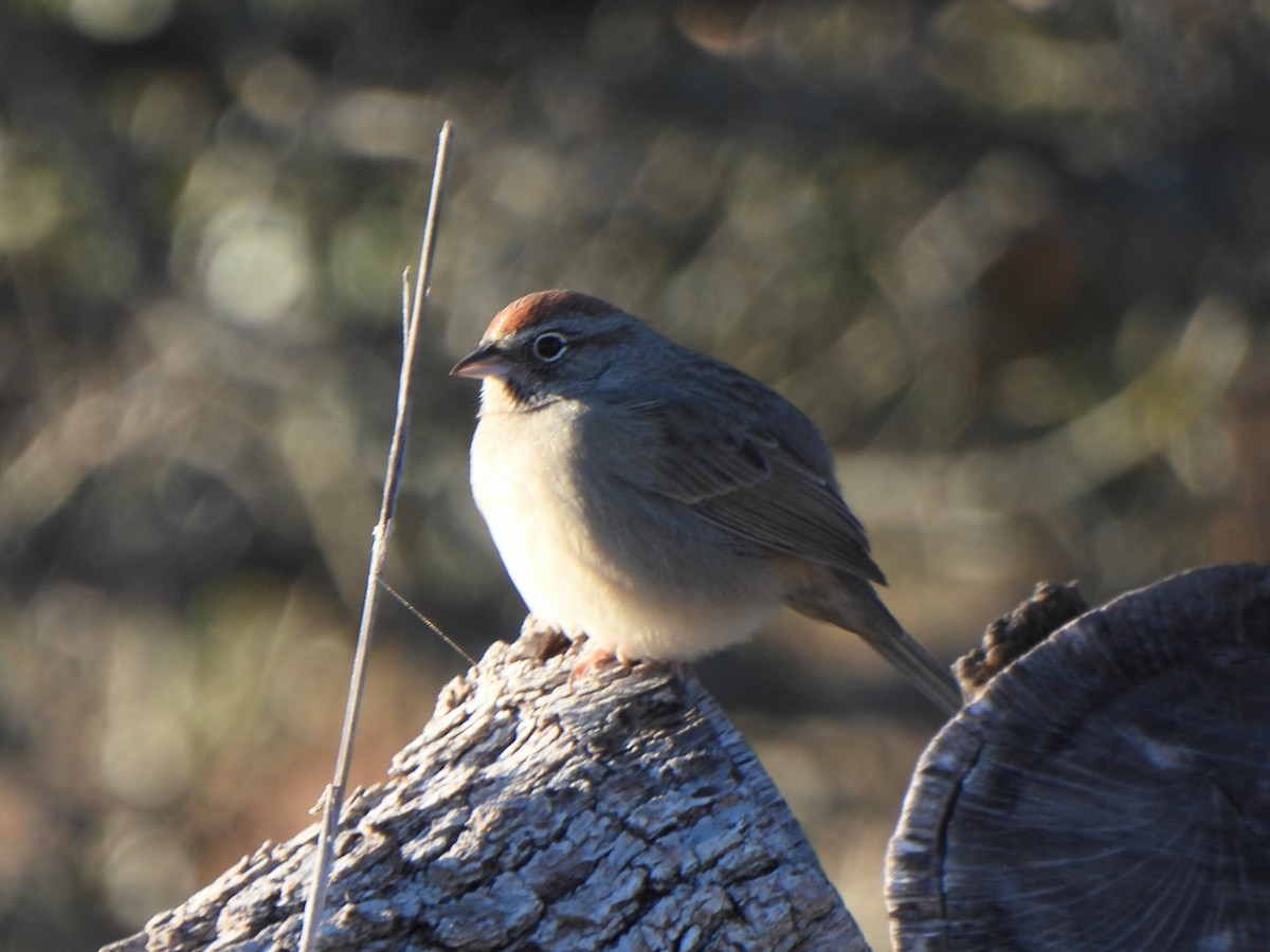 Rufous-crowned Sparrow - ML646657040