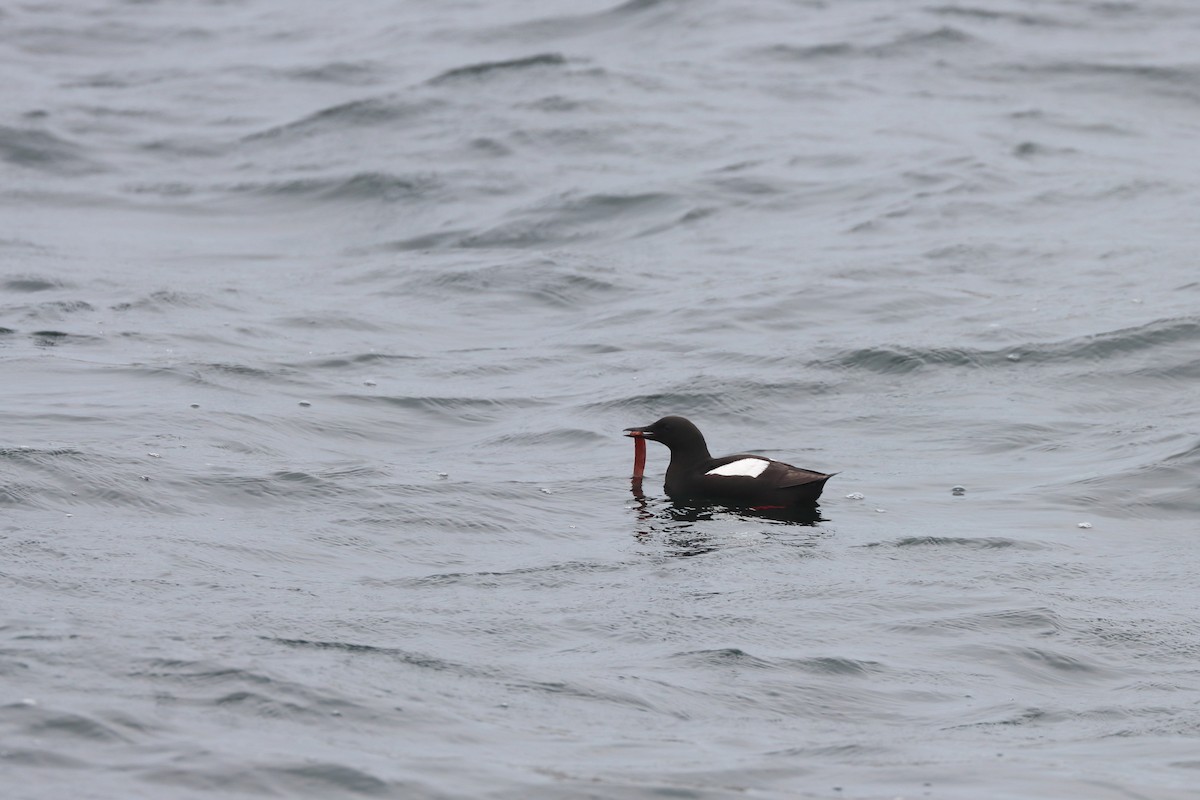 ハジロウミバト - ML646657042