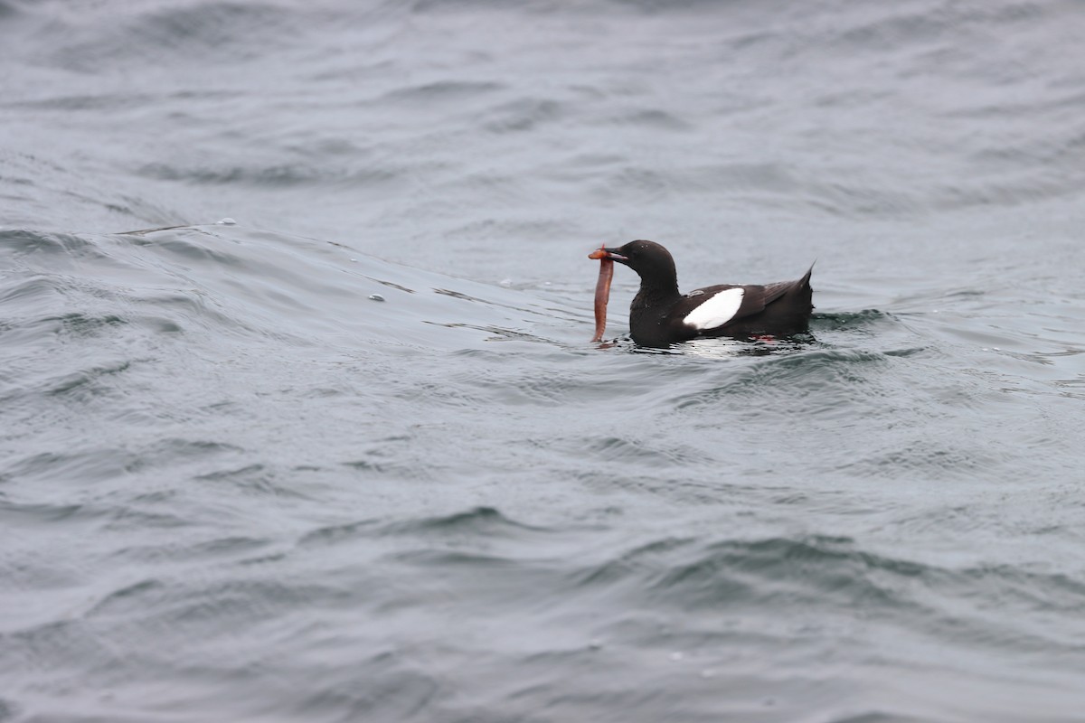 ハジロウミバト - ML646657043