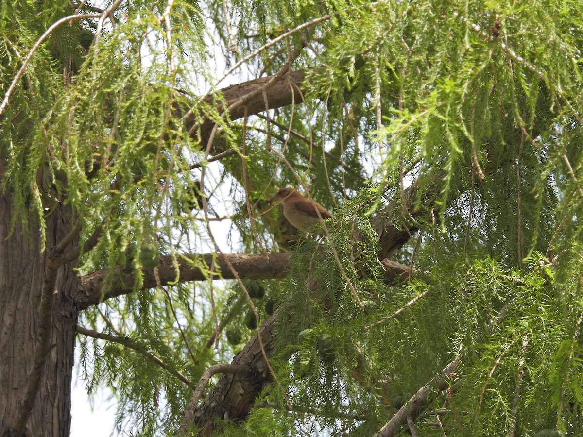 セアカカマドドリ - ML646657045