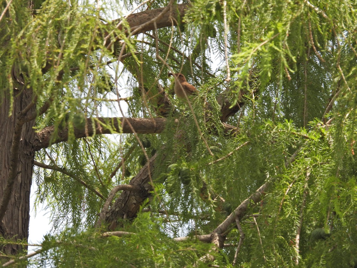 セアカカマドドリ - ML646657046