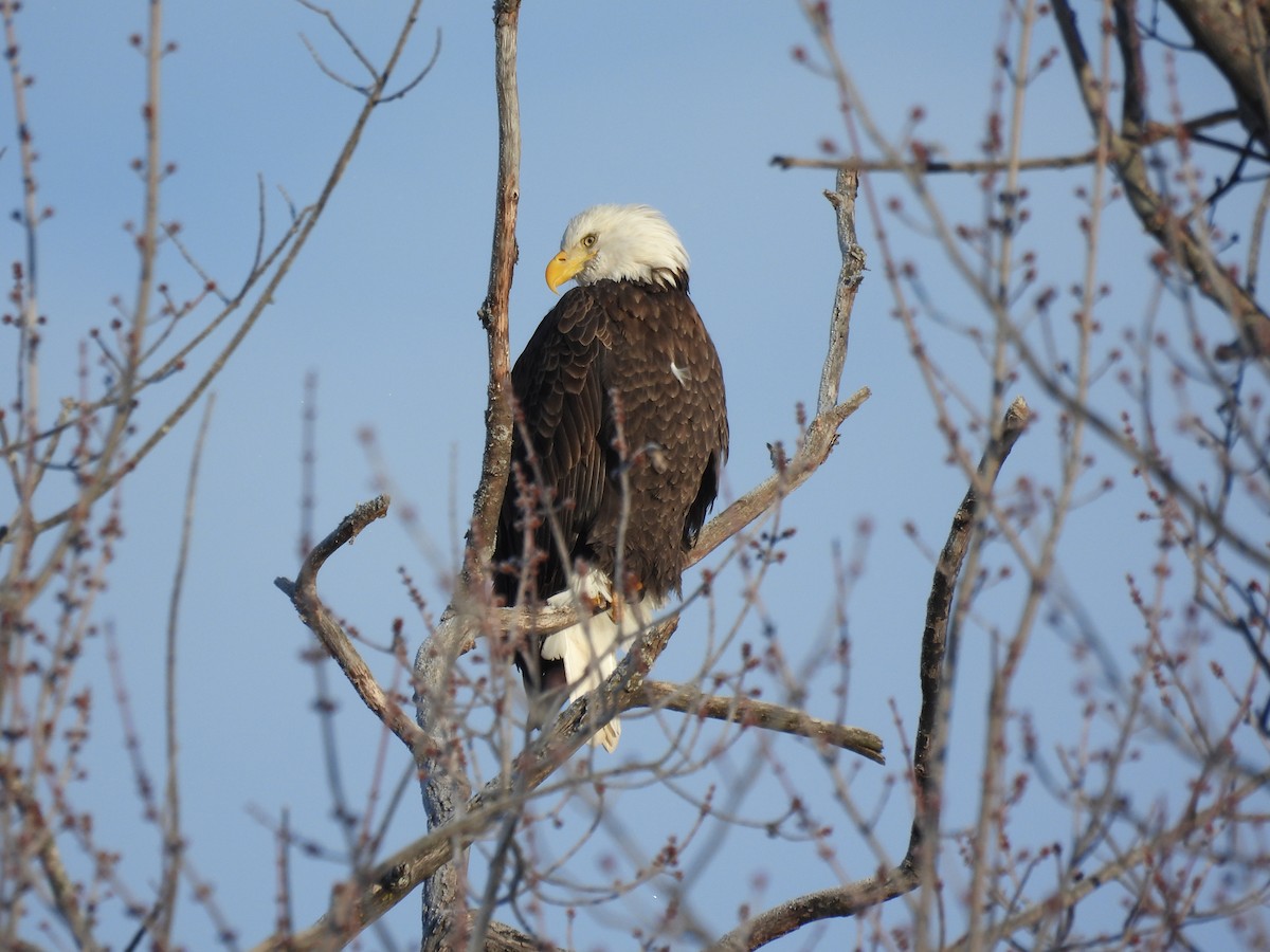 ハクトウワシ - ML646657047