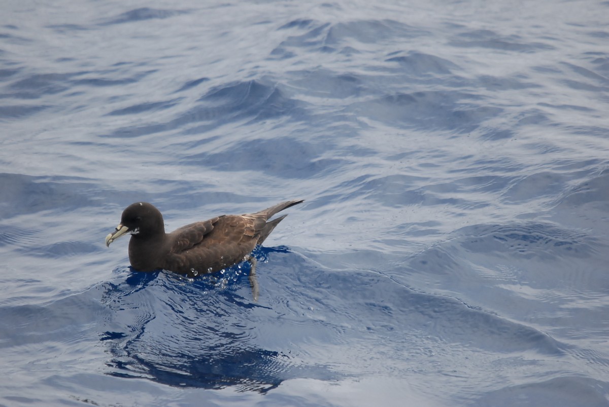 White-chinned Petrel - ML646657048