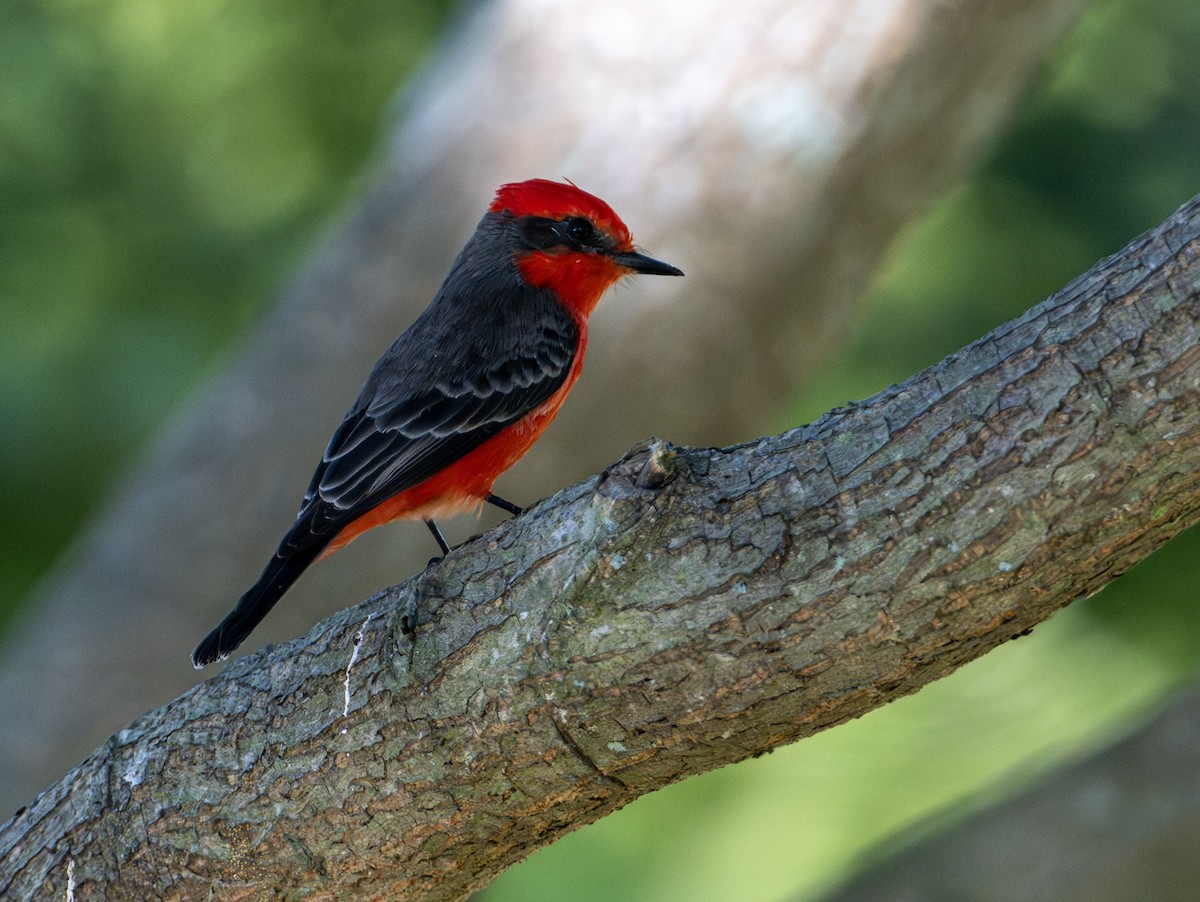 Ateş Renkli Sinekkapan - ML646657049