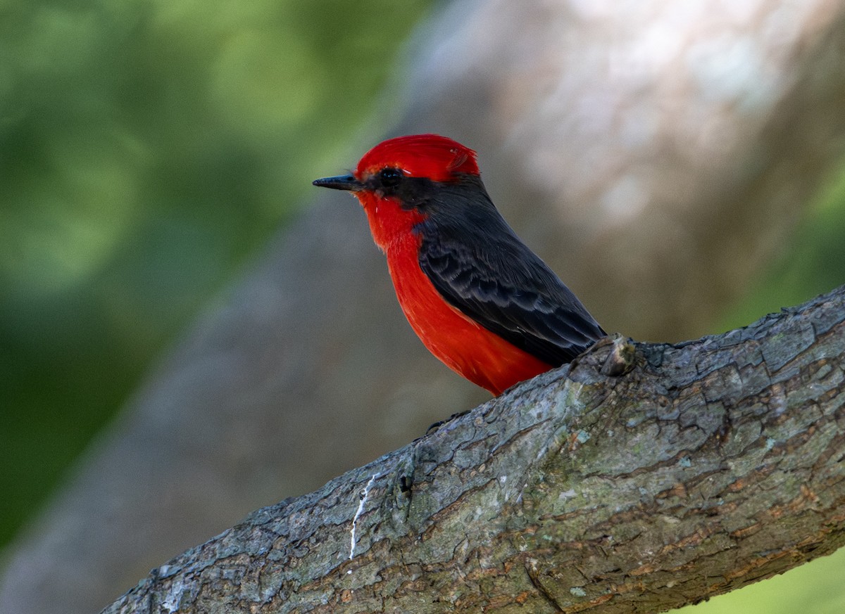 Ateş Renkli Sinekkapan - ML646657050