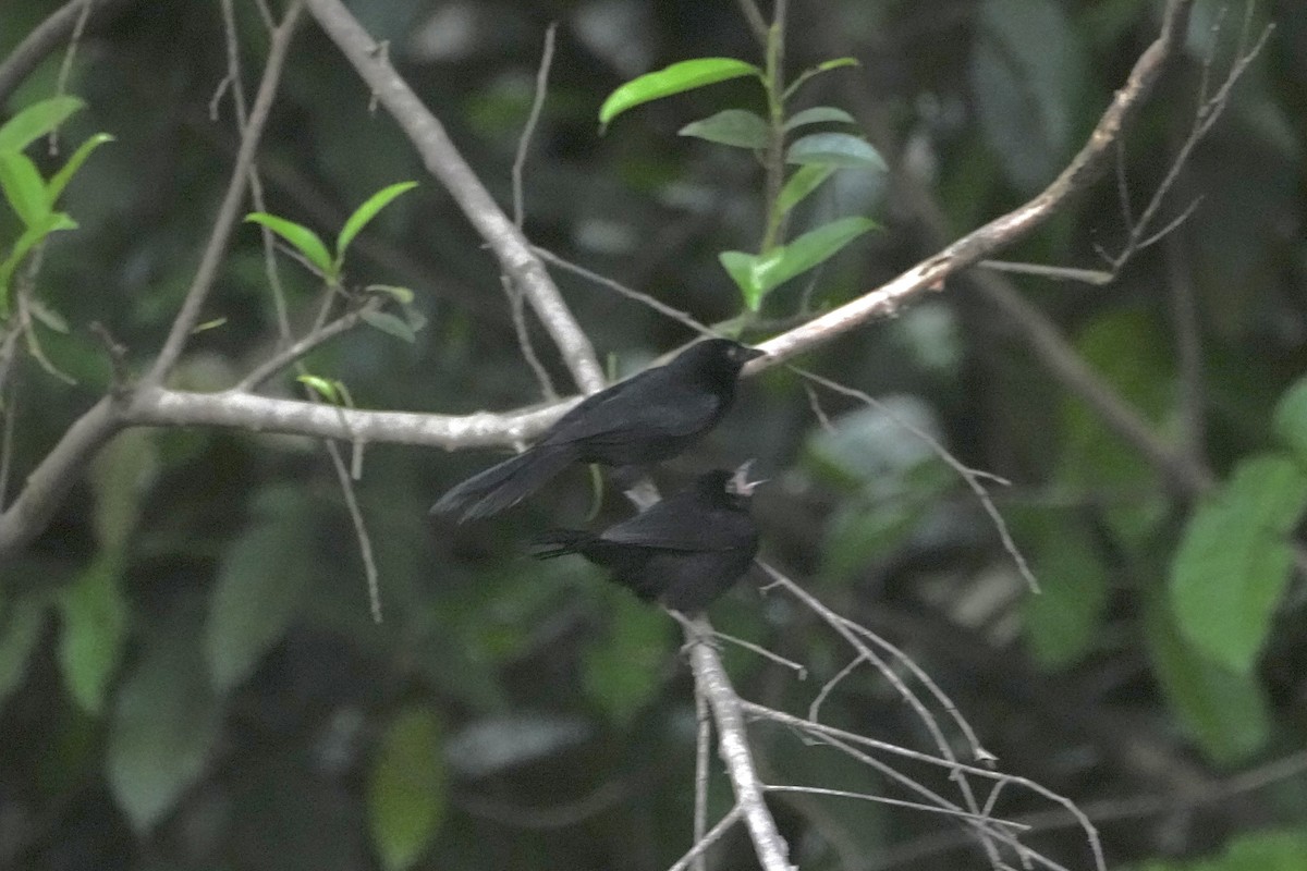 Velvet-fronted Grackle - ML646657051