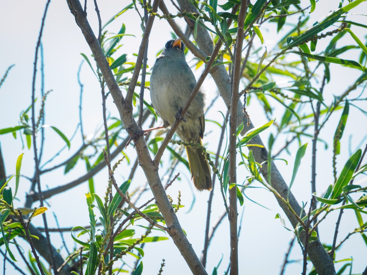 Great Pampa-Finch - ML646657053