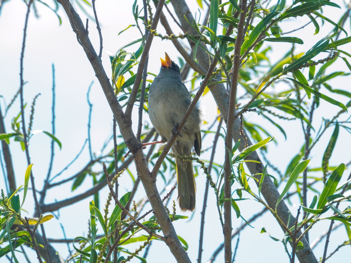 Great Pampa-Finch - ML646657054