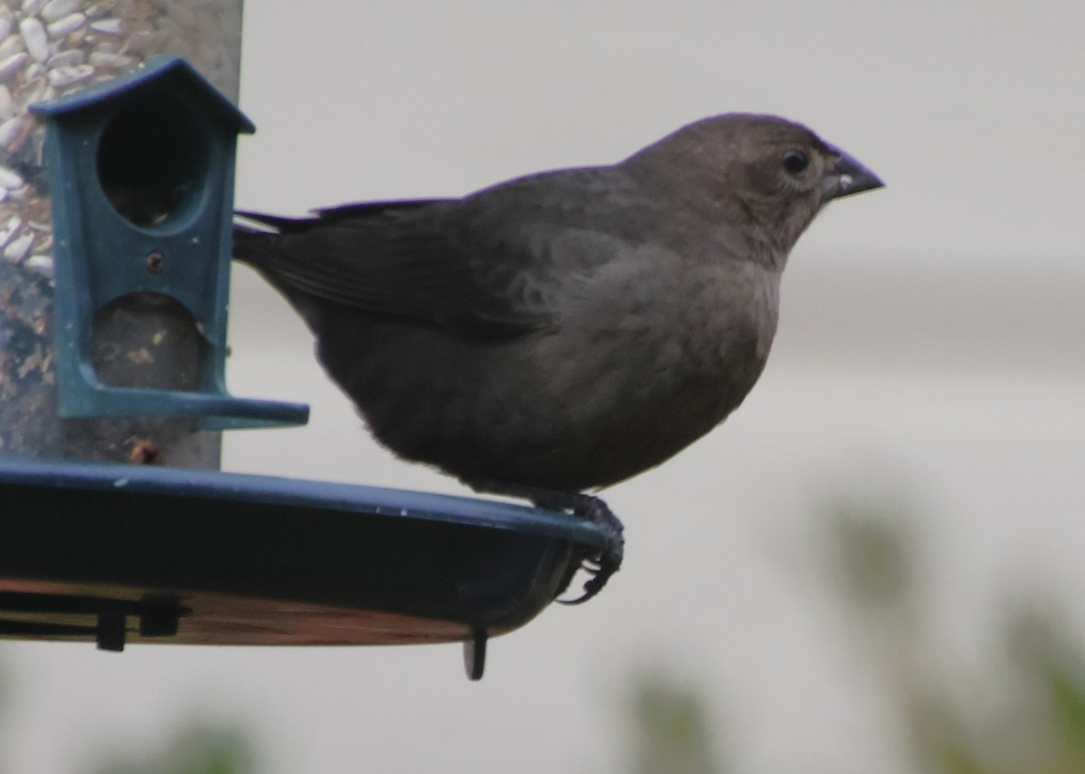 Braunkopf-Kuhstärling - ML646657056