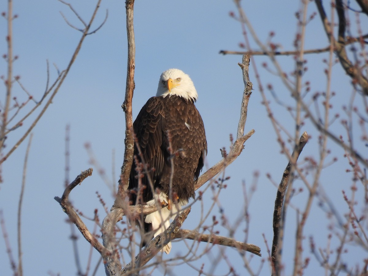 ハクトウワシ - ML646657057