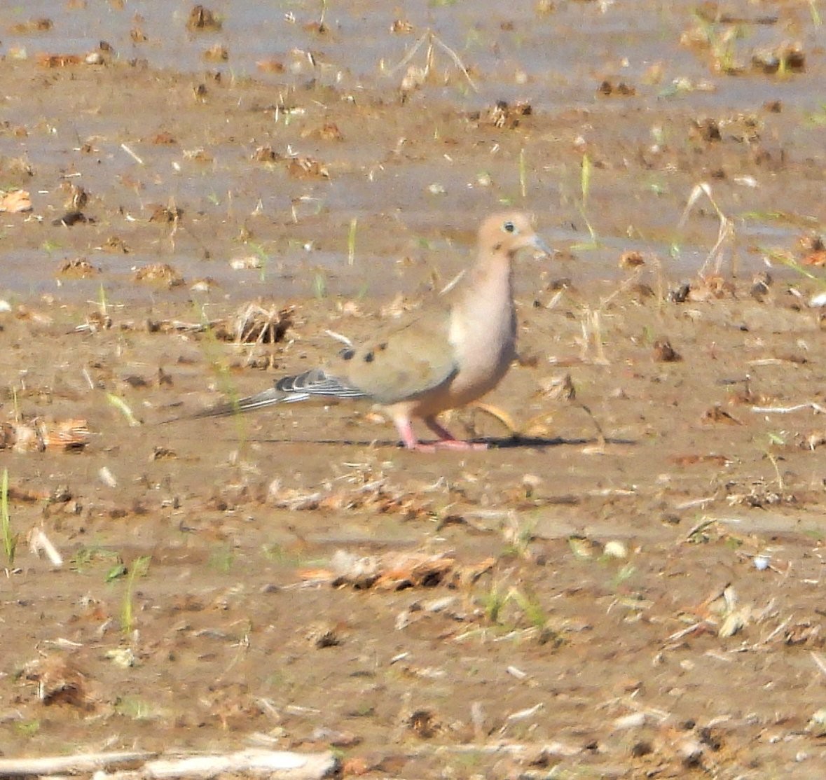 Tourterelle triste - ML646657058