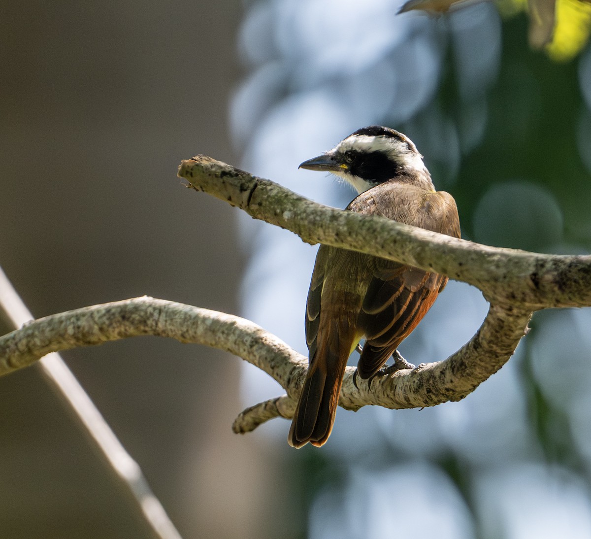 Büyük Kiskadi Tiranı - ML646657065