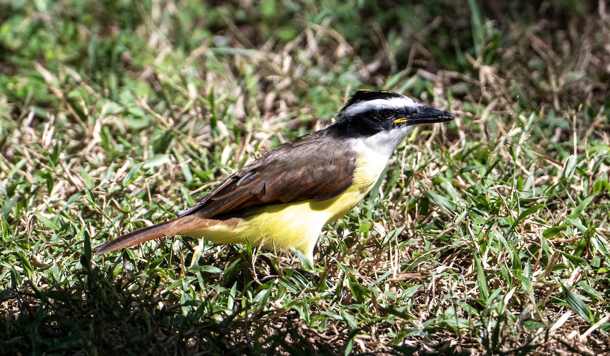 Büyük Kiskadi Tiranı - ML646657067