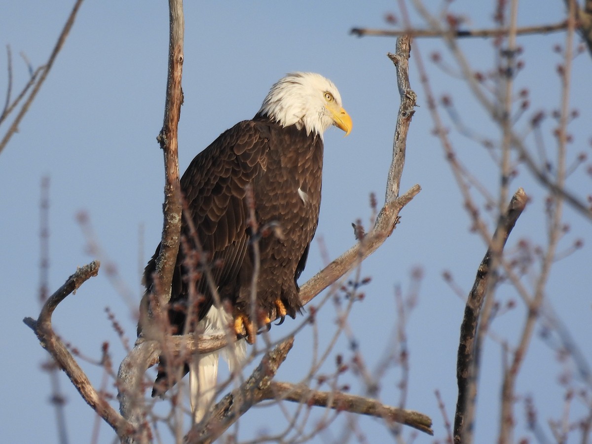 ハクトウワシ - ML646657068