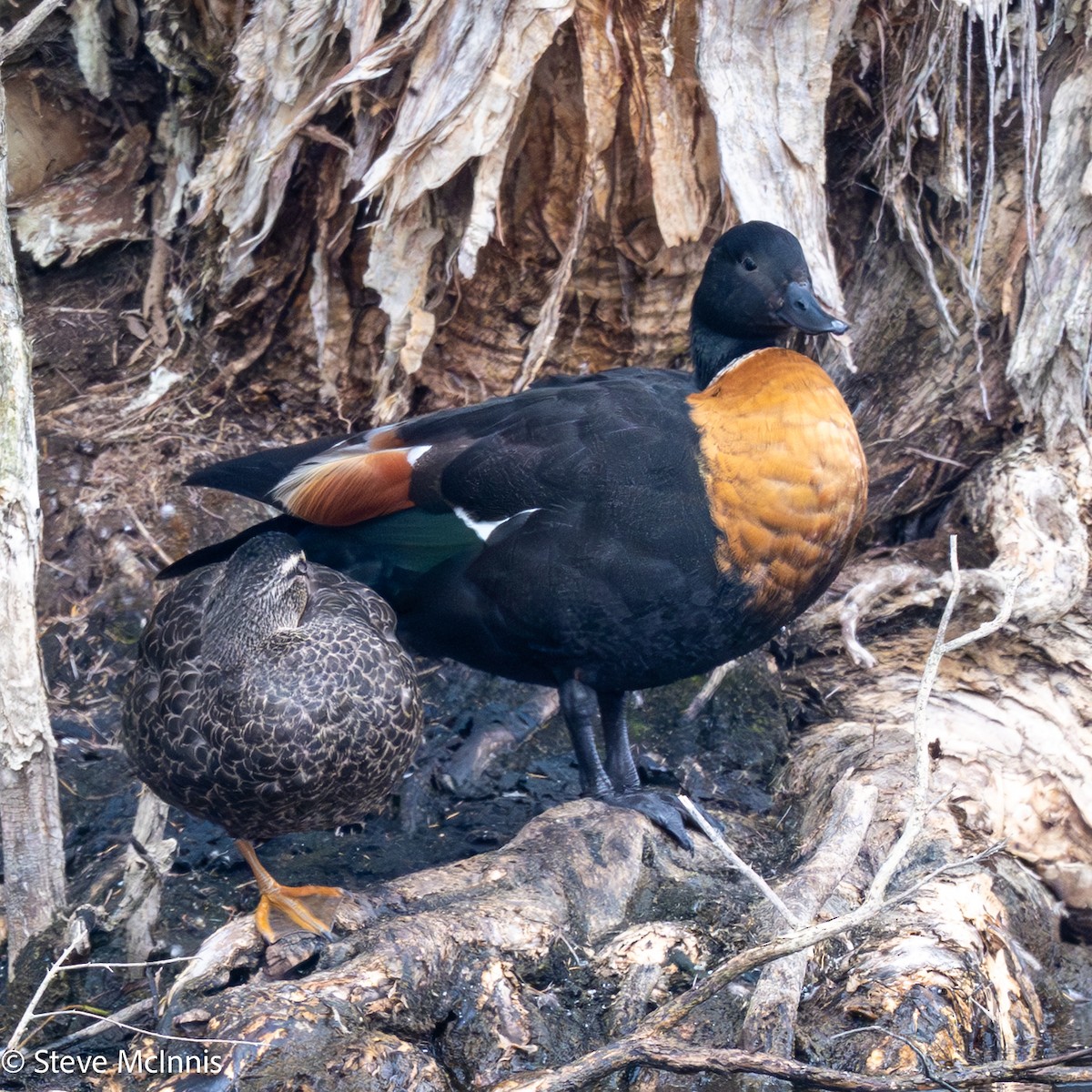 Australian Shelduck - ML646657069