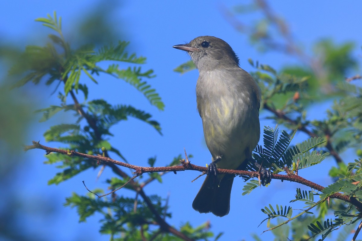 Élénie siffleuse - ML646657070