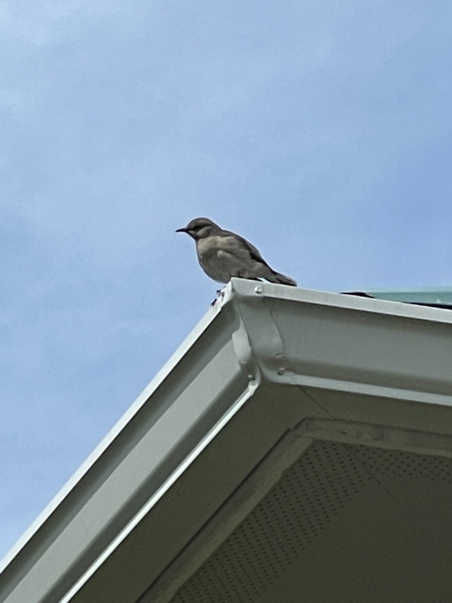 Gartenspottdrossel - ML646657071