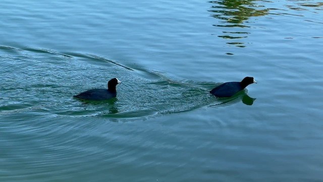 Лиска американська - ML646657073