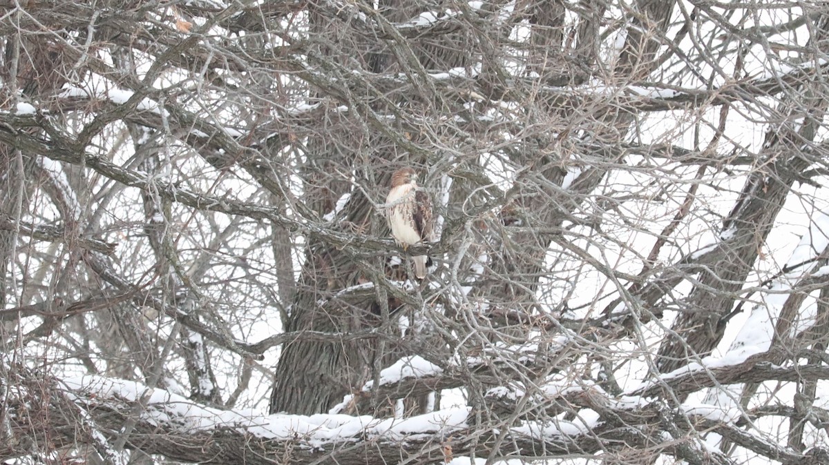 Red-tailed Hawk - ML646657074