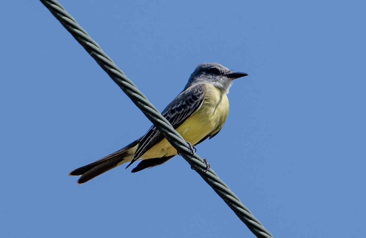 Tropikal Tiran - ML646657075