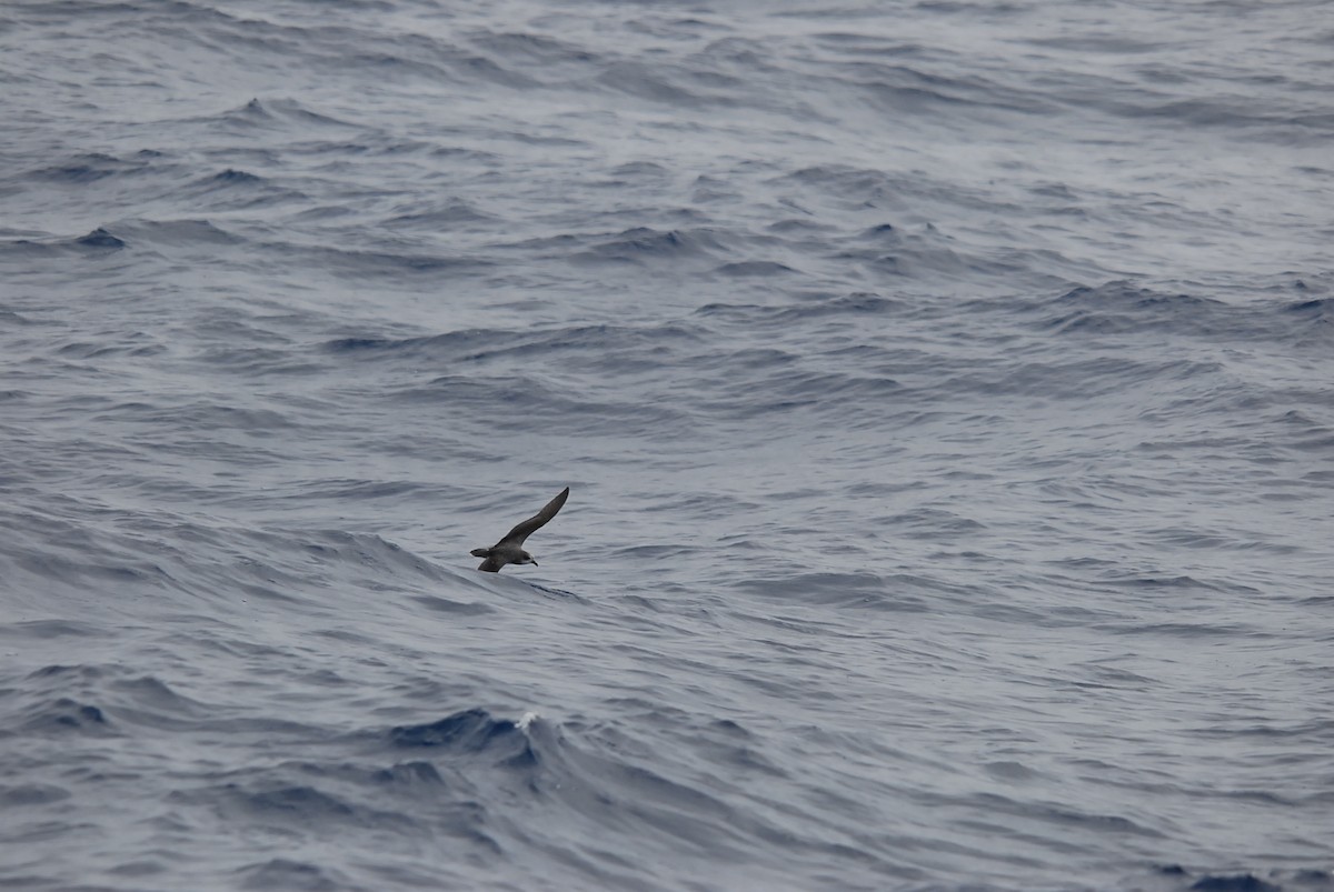 Soft-plumaged Petrel - ML646657076