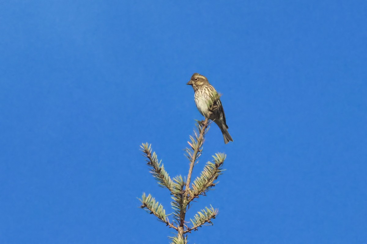 Roselin de Cassin - ML646657079