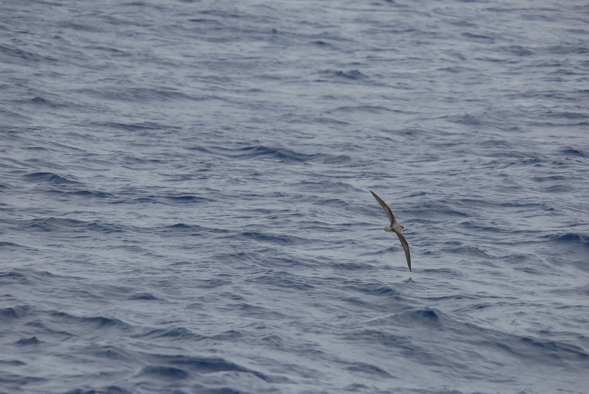 Soft-plumaged Petrel - ML646657081