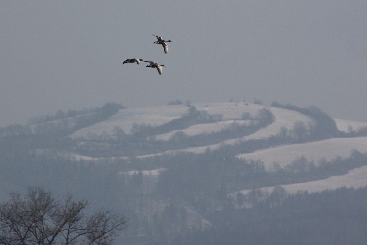 grågås - ML646657084