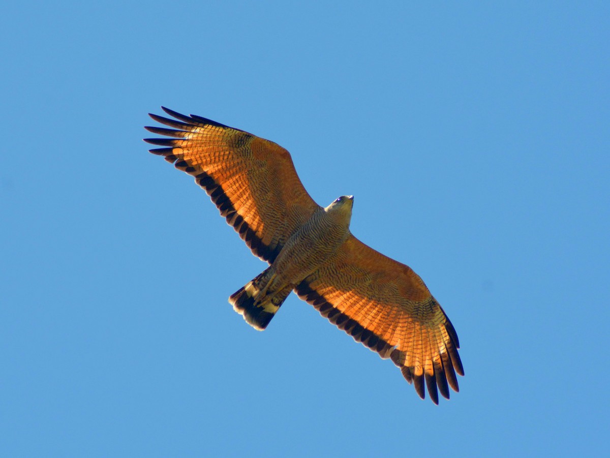 Savanna Hawk - ML646657088