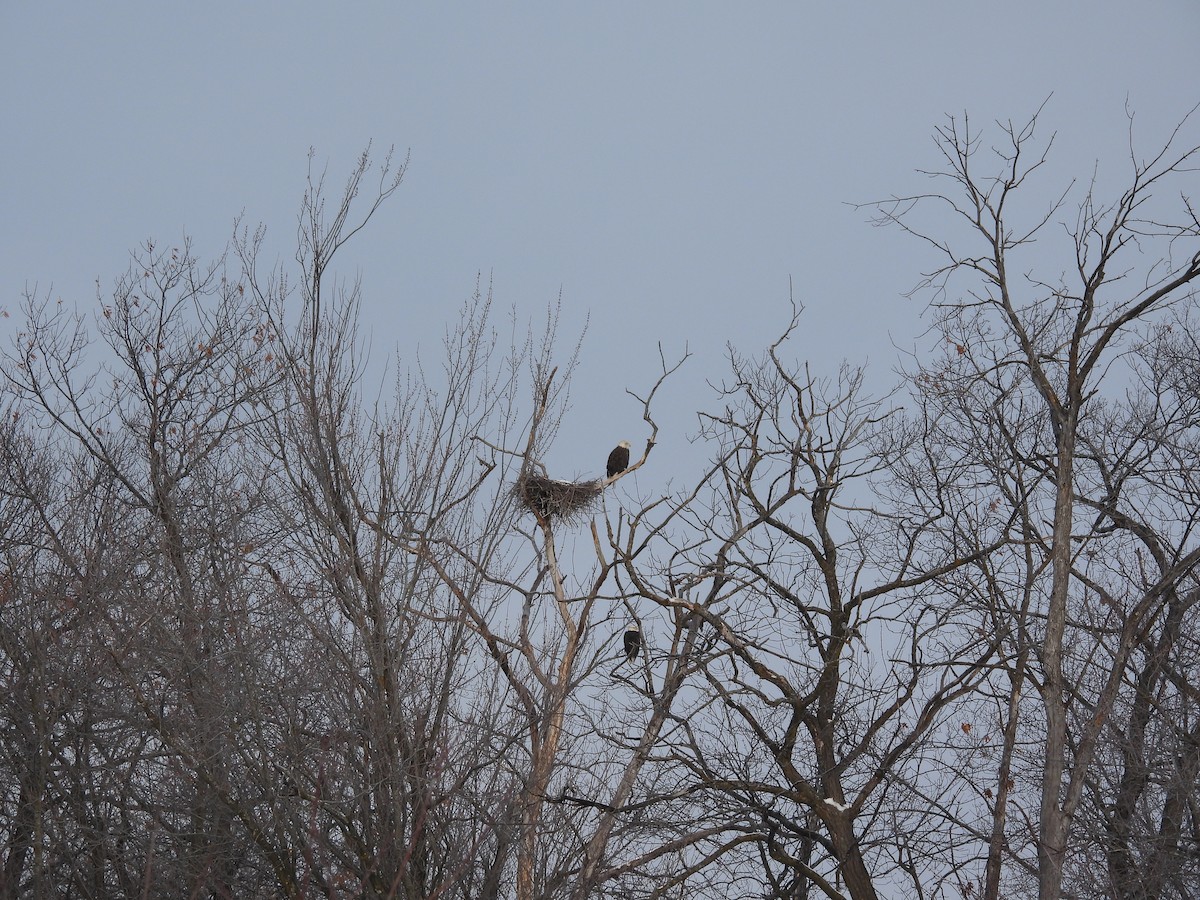 ハクトウワシ - ML646657089