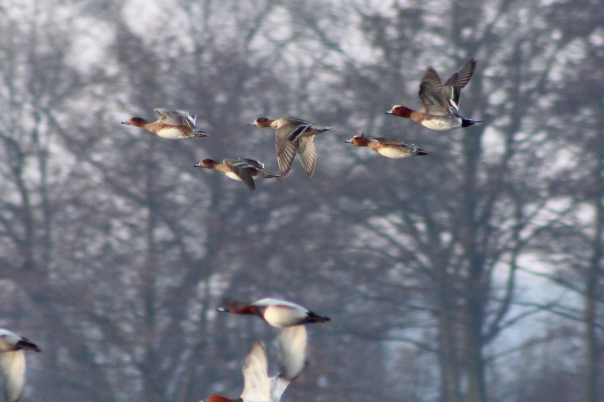 Eurasian Wigeon - ML646657090