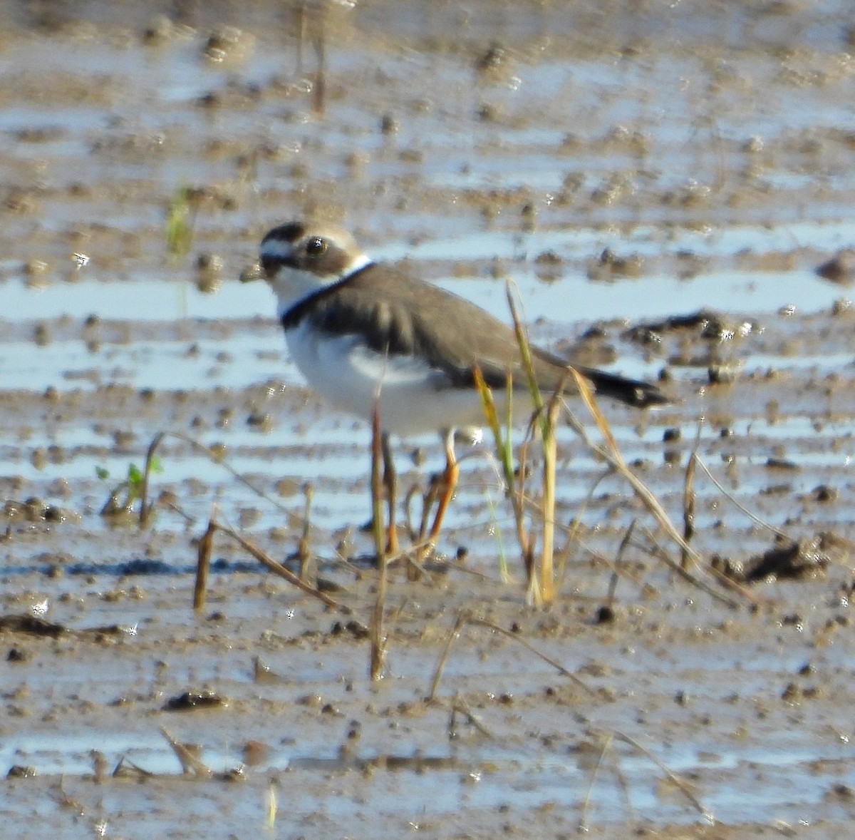 Pluvier semipalmé - ML646657091