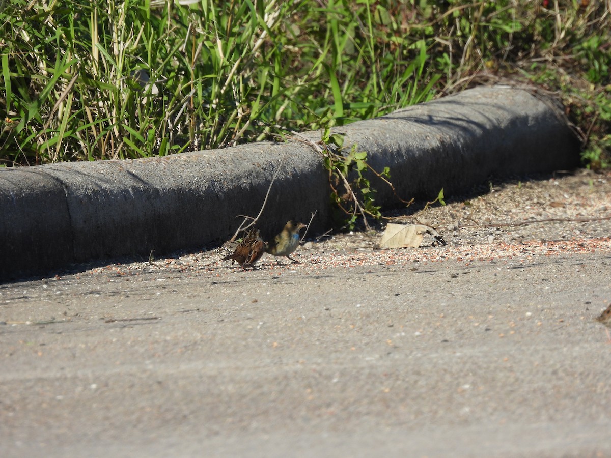 Indigo Bunting - ML646657092