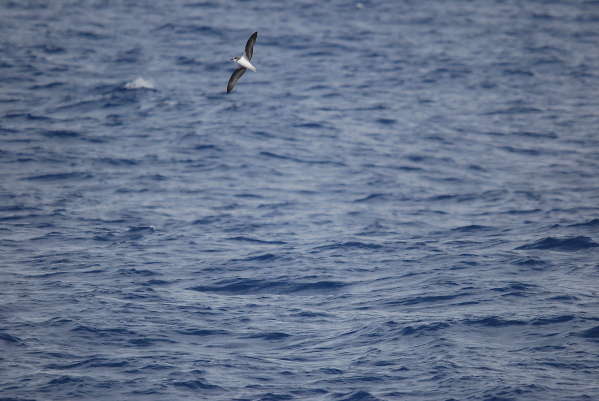 Soft-plumaged Petrel - ML646657093